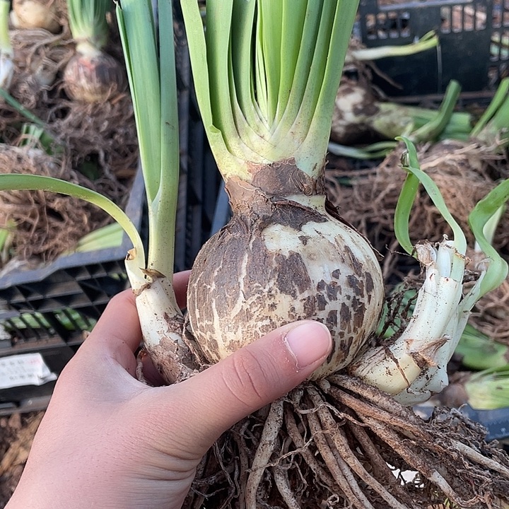 05安吉拉7.8-8公分俩侧