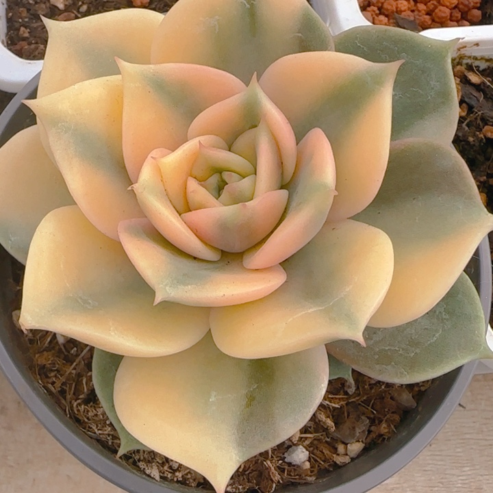 贝加尔湖锦多肉植物