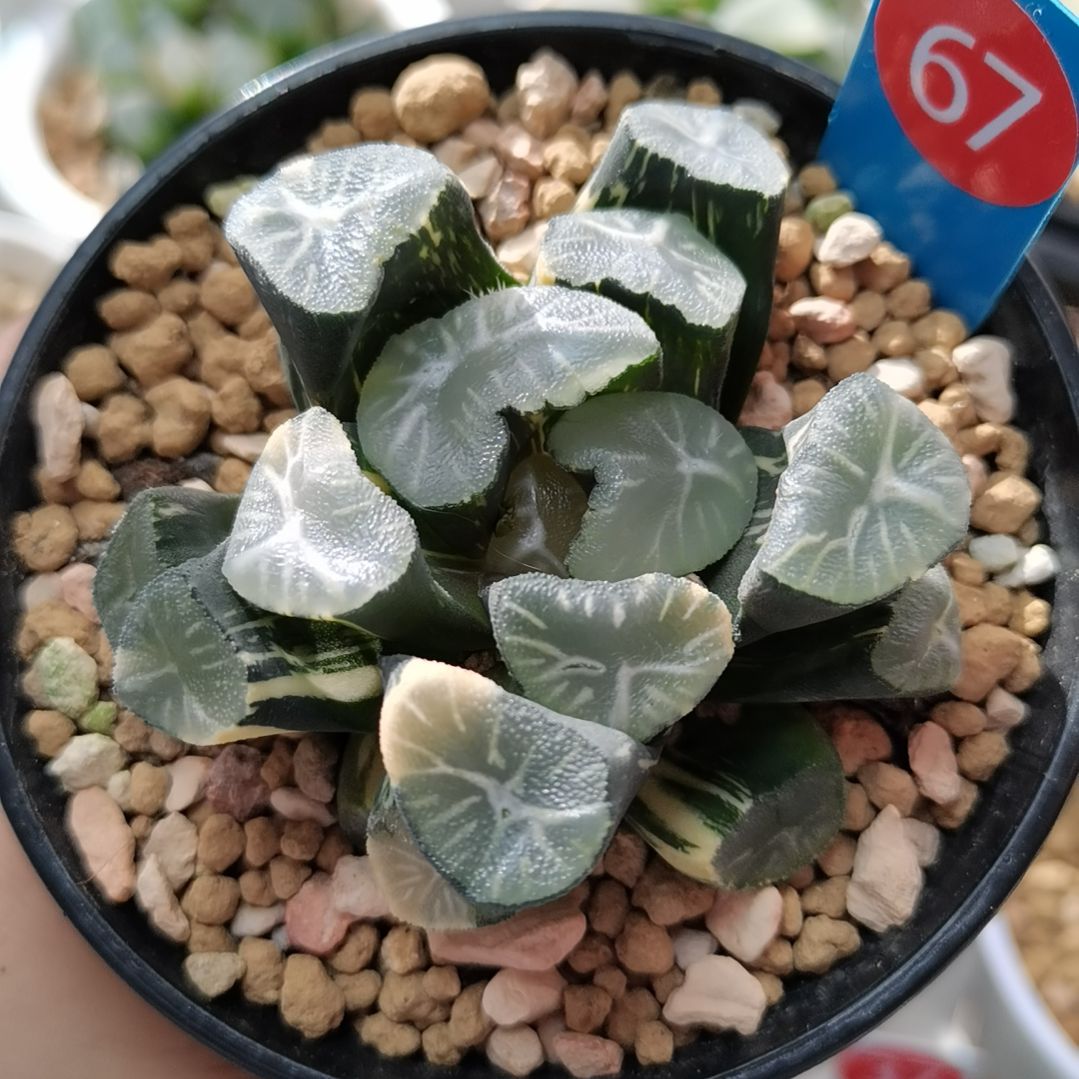 67号玉龙万象锦一物一拍带盆土发货