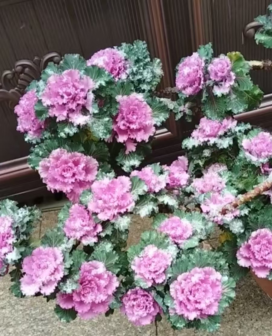羽衣甘蓝一物一拍