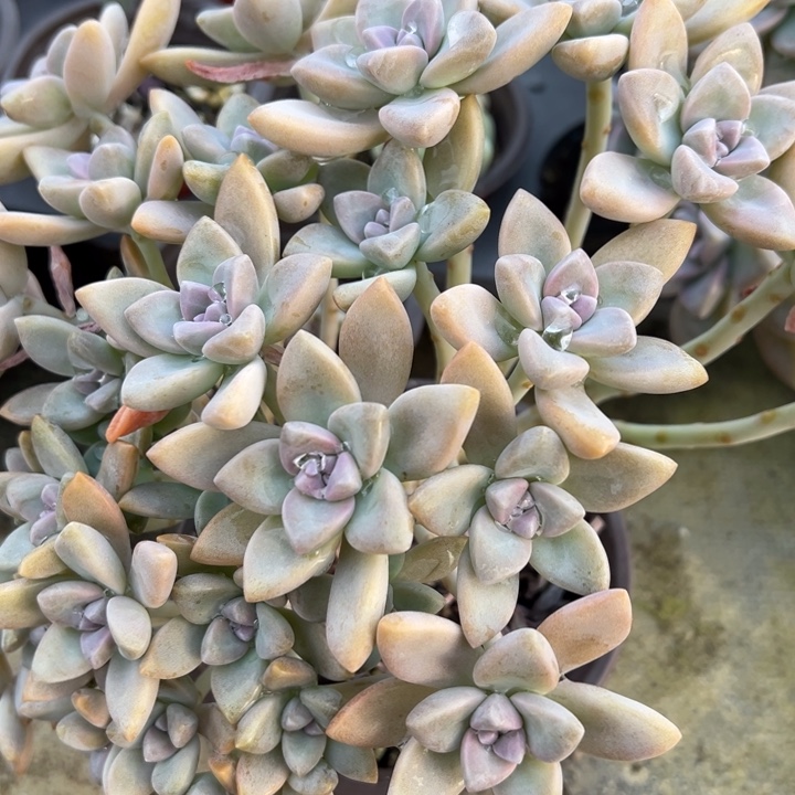 多肉植物多思路朵朵缀多肉植物