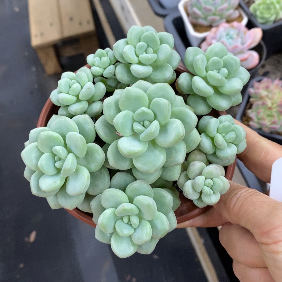 精品多肉一物一拍不包整200