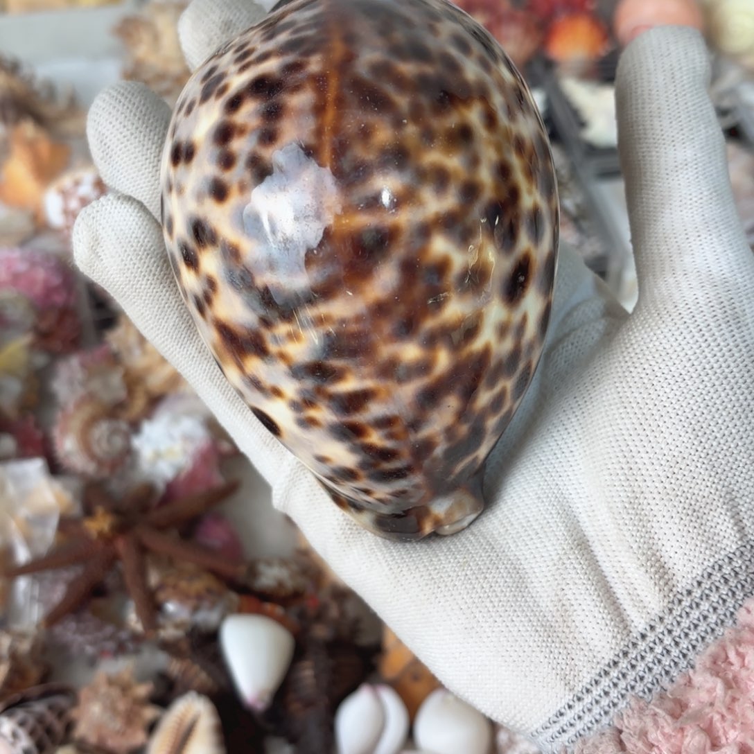 A***梦天然海螺标本福利