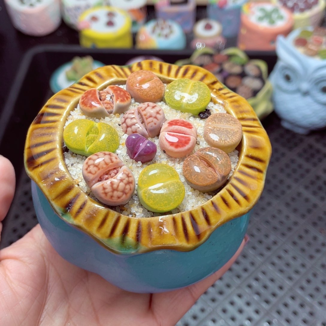 w7801 -零下地区拍保温箱-15支持寄养