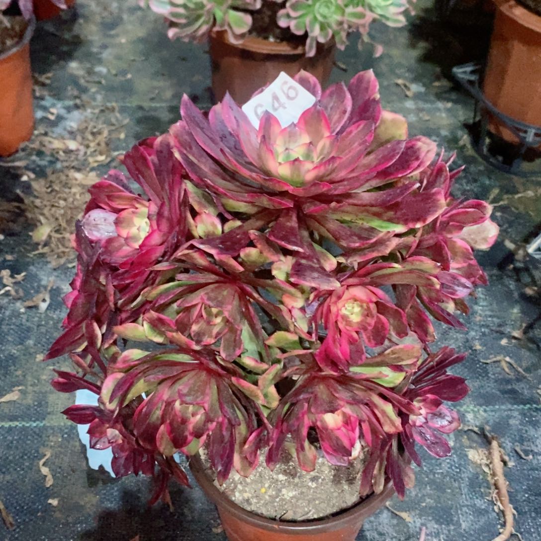 烟花646多肉1111