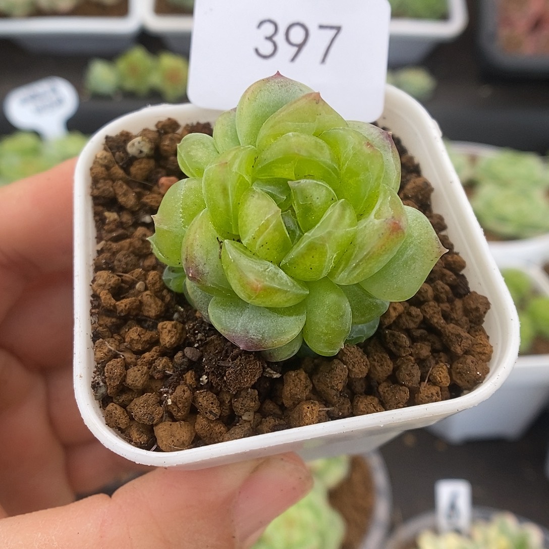 一物一拍一物一拍912-397