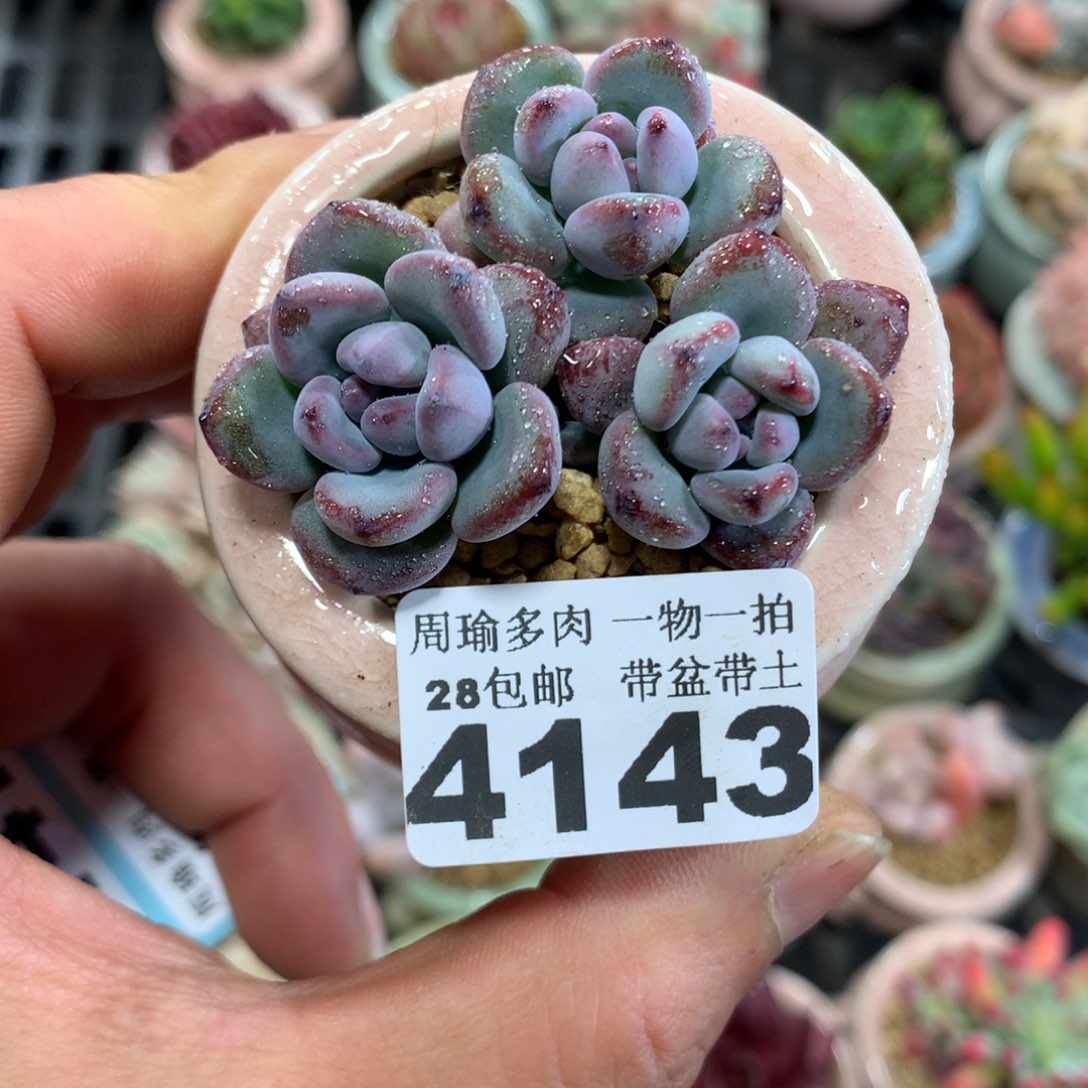 精控多肉植物4143