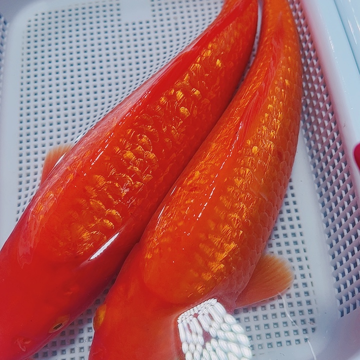 海水鱼锦鲤观赏鱼