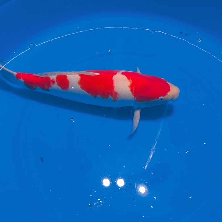 锦鲤红白专拍链接