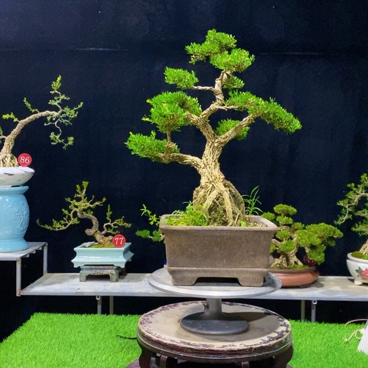 无花朵广***厂广东皱皮