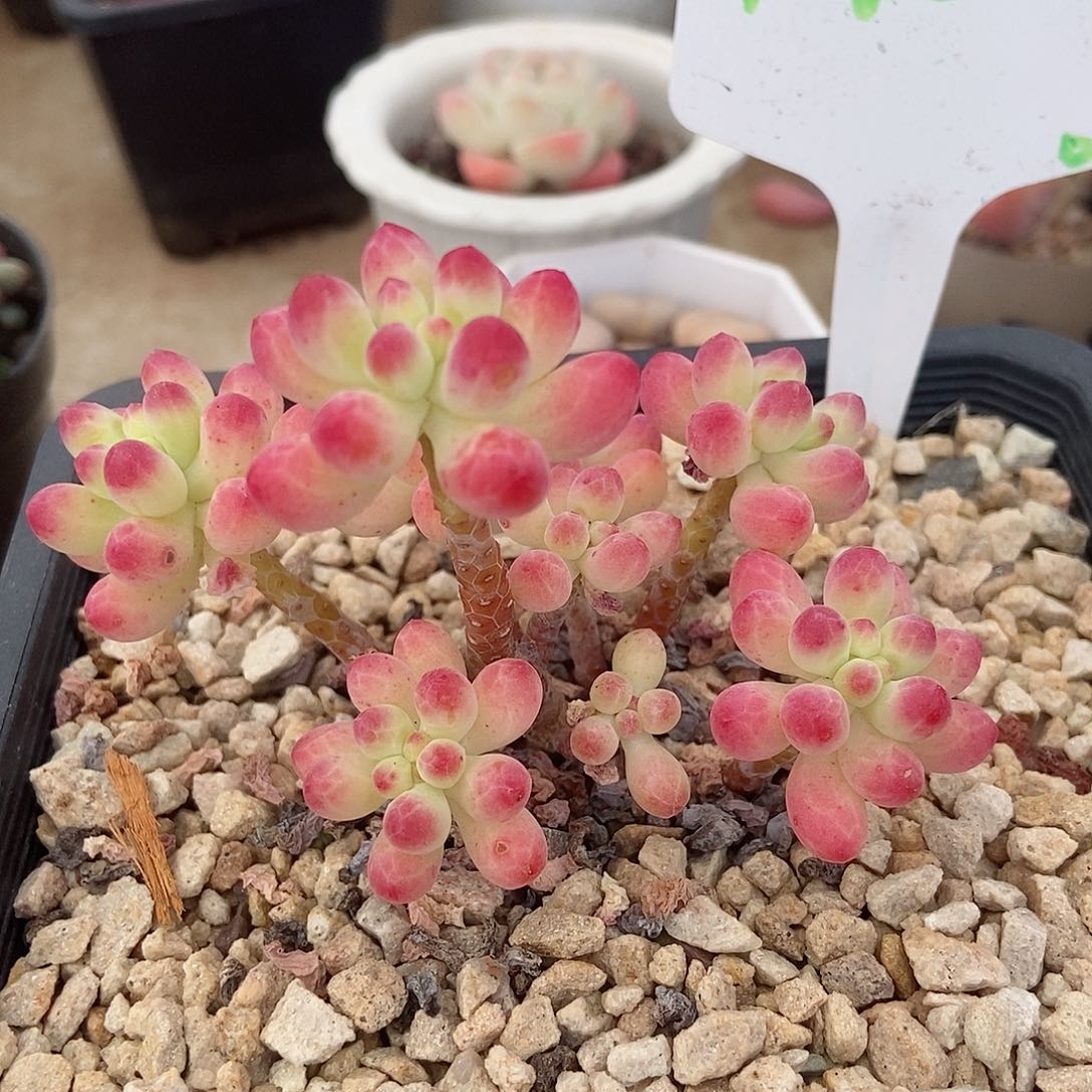 果冻乙女心一物一拍