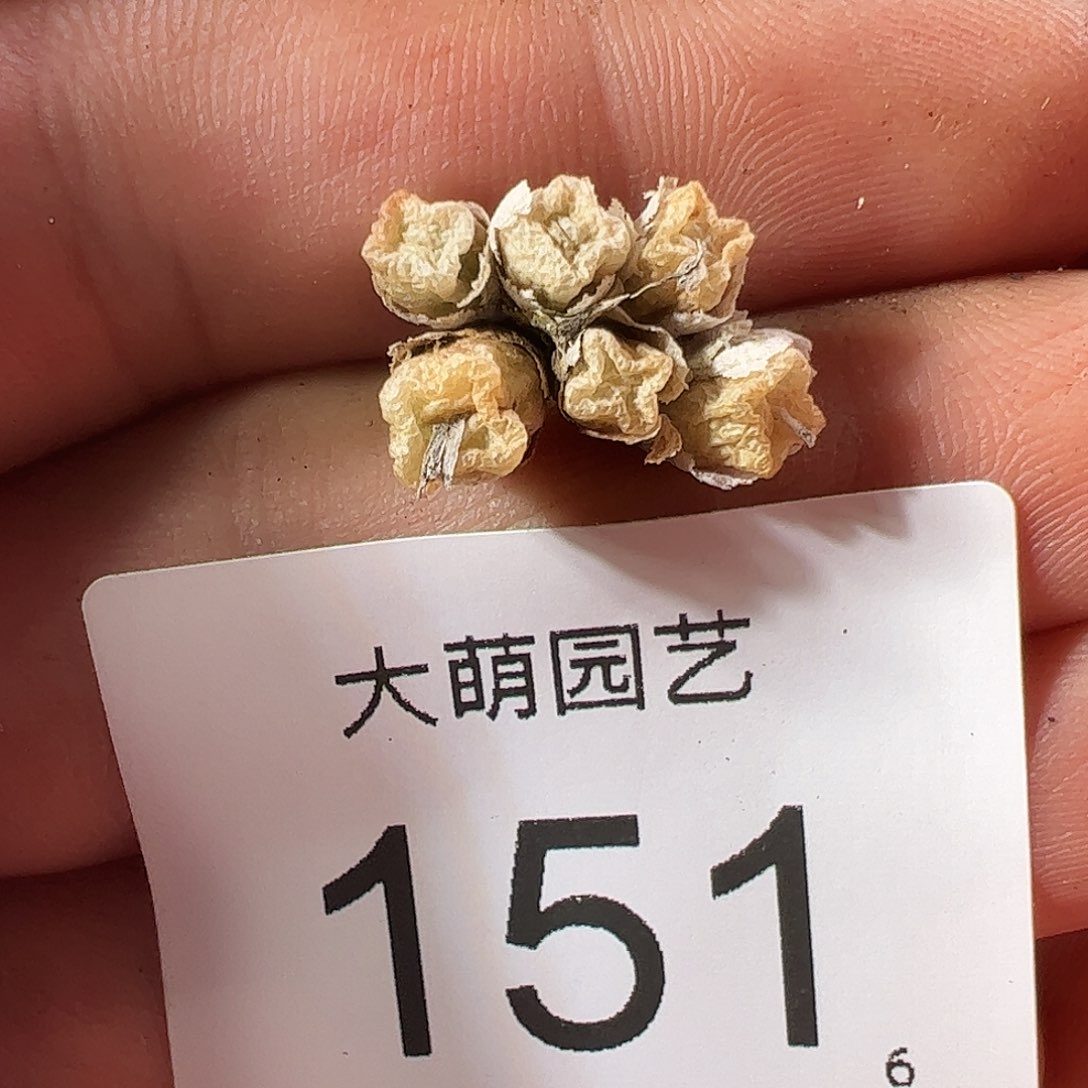 0000151 一物一拍……