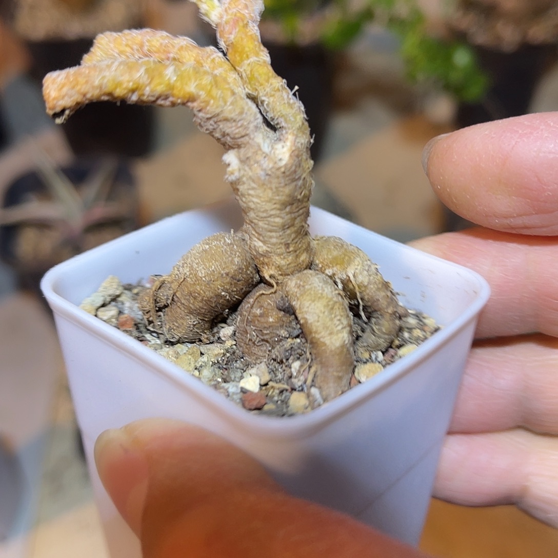 帽子团扇块根一物一拍