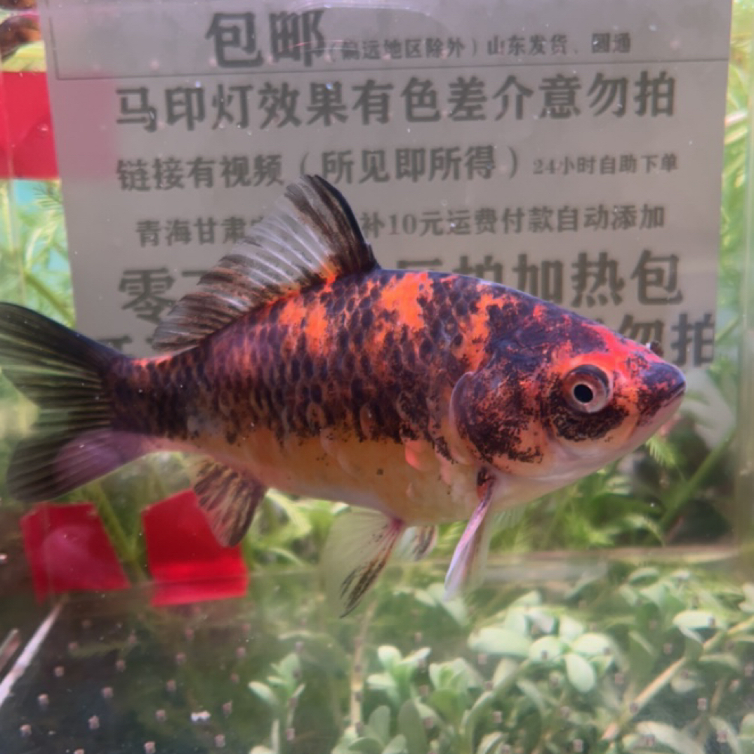 23号13-14公分黄虎皮短尾草金鱼（公鱼）