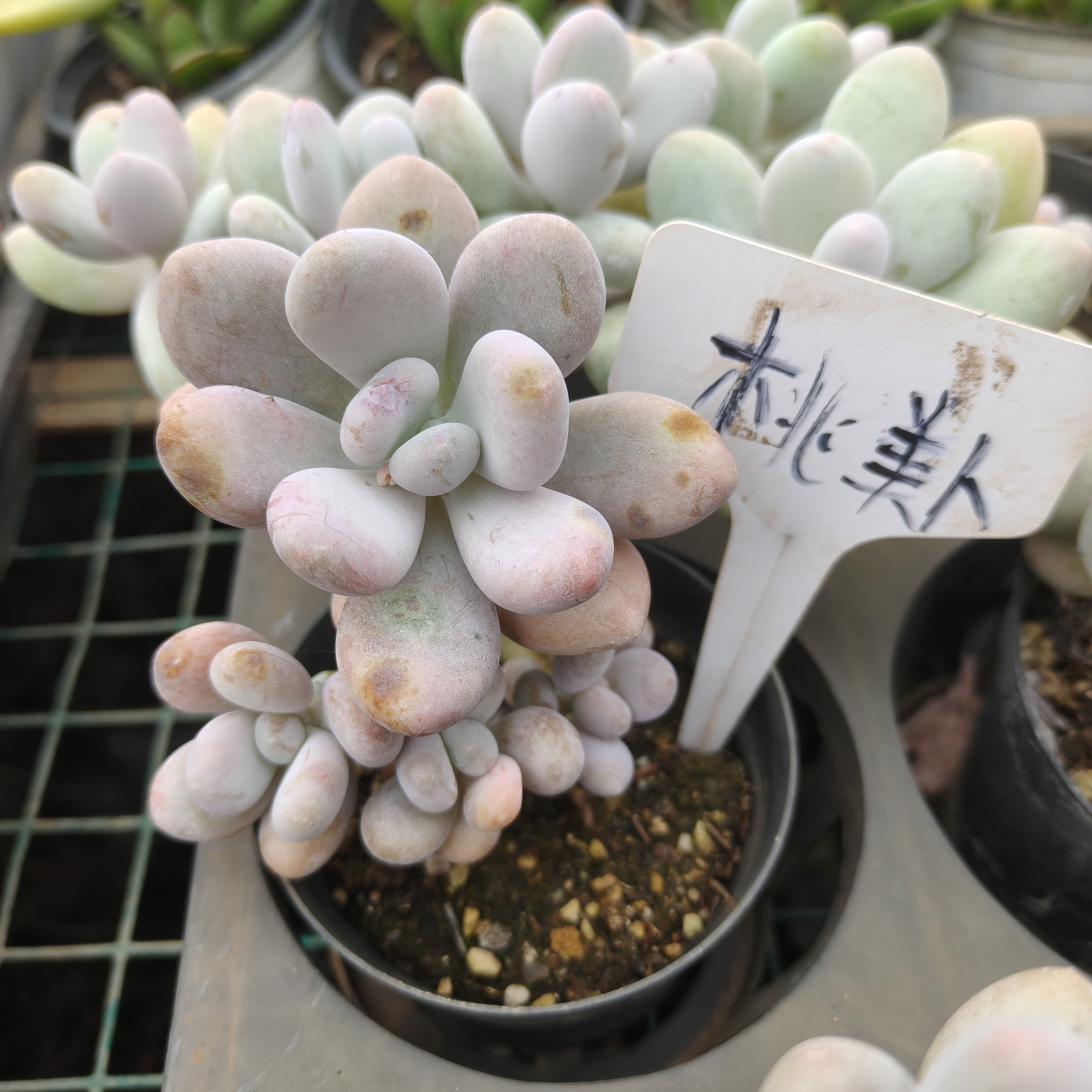 异花园  桃美人多肉    精品老桩批发基地  室内室外清新绿植