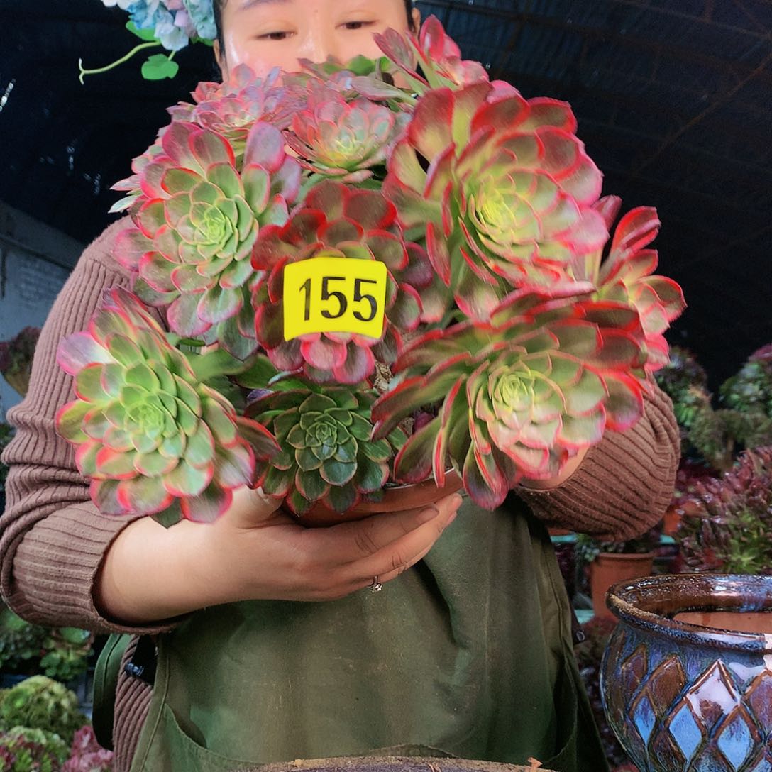柒哥多肉精品不包断侧枝155