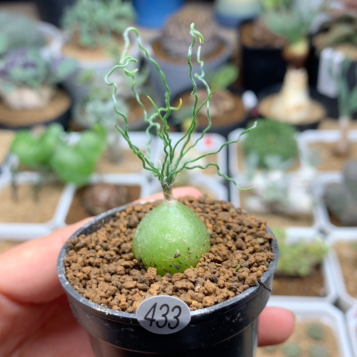 泰迪海葱母本带盆多肉