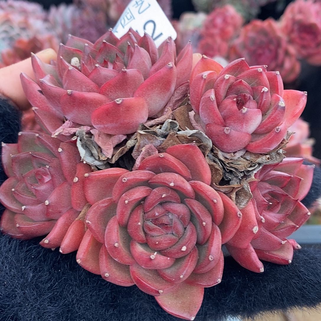 3942杂交老桩基地～10厘米