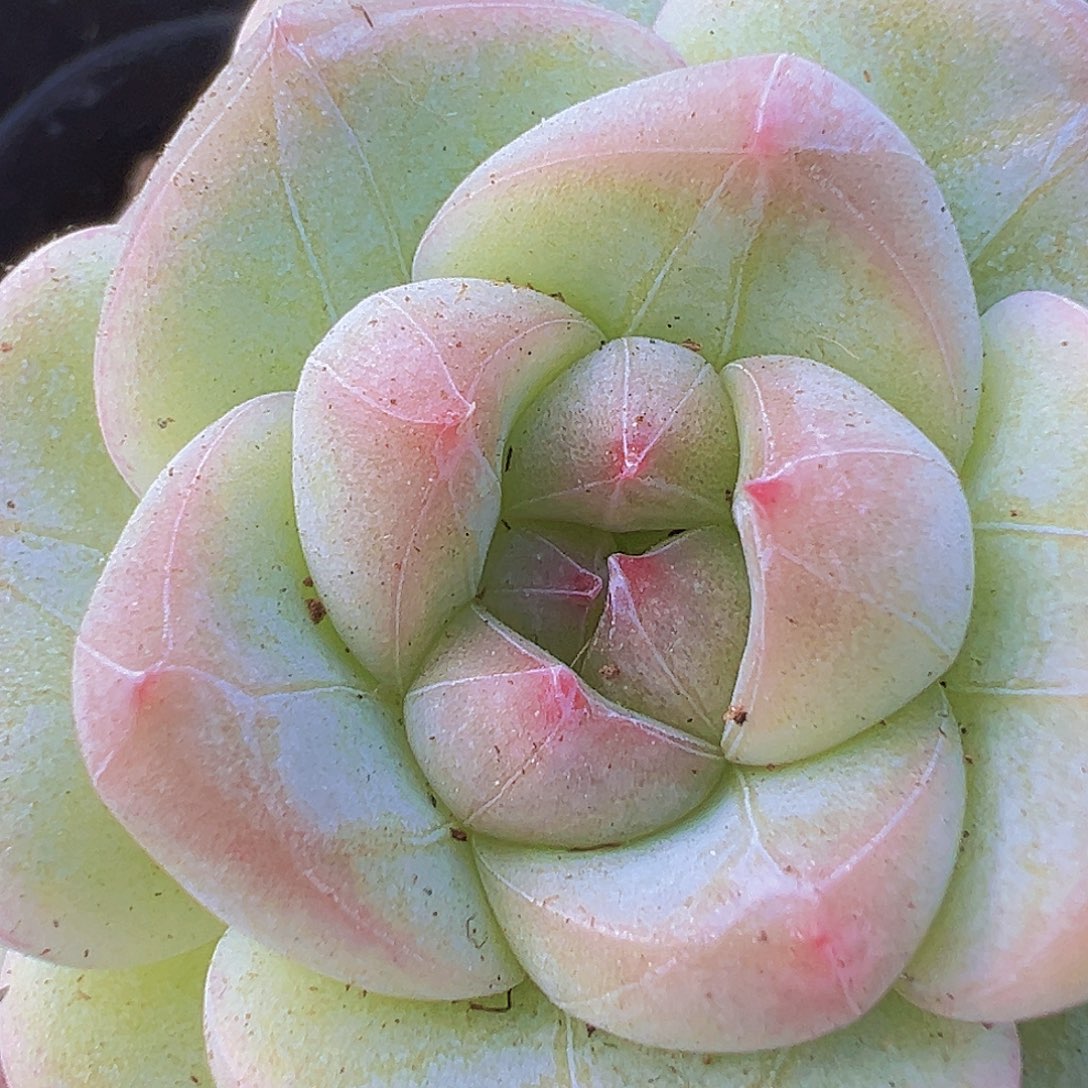 纹星珍妮19包邮多肉