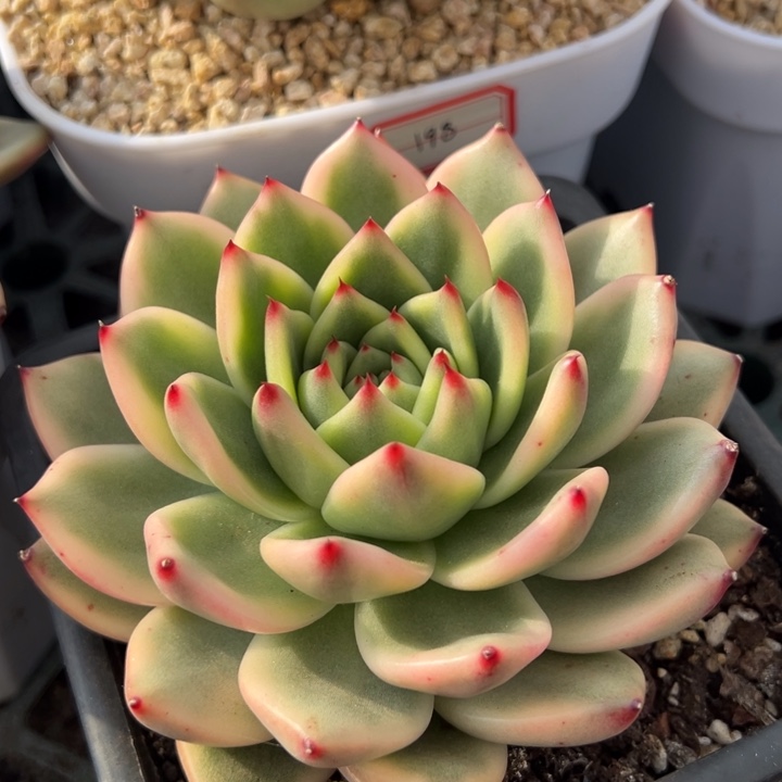 阿姆斯壮壮锦一物一拍