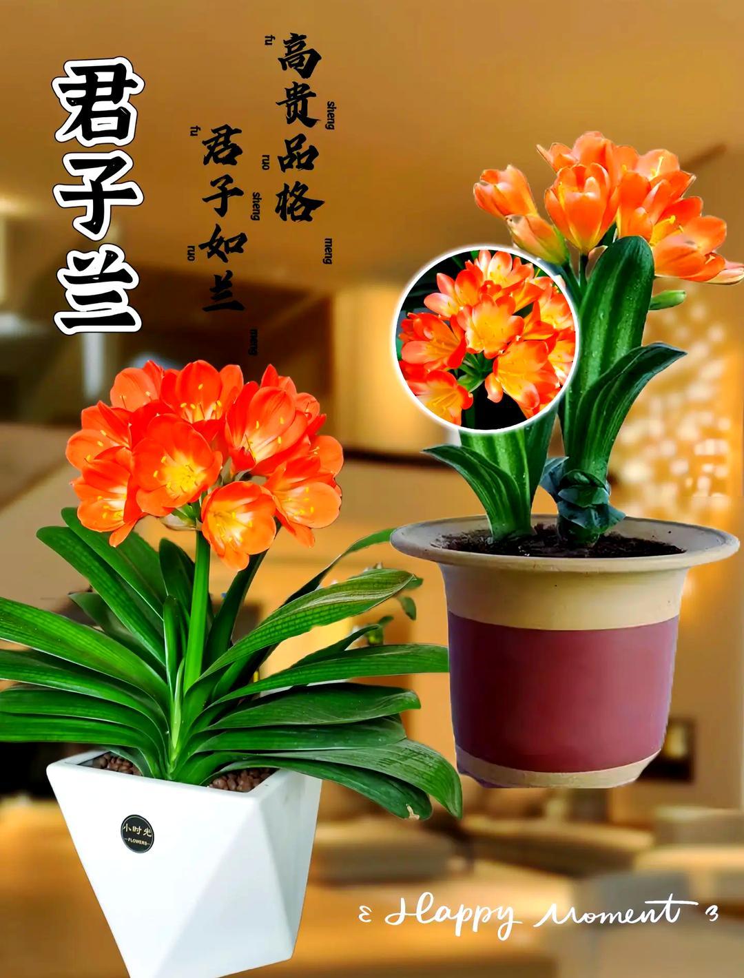 君子兰，（图片仅供参考）低于零下10度拍单，冻死不赔