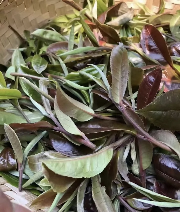 紫芽散茶古树普洱茶生茶 200克