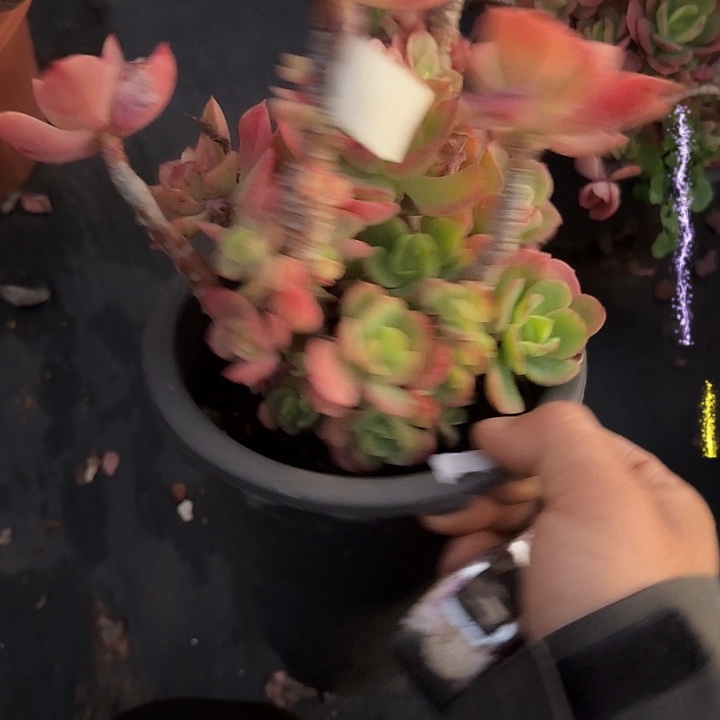 火焰玫瑰871 多肉植物一物一拍