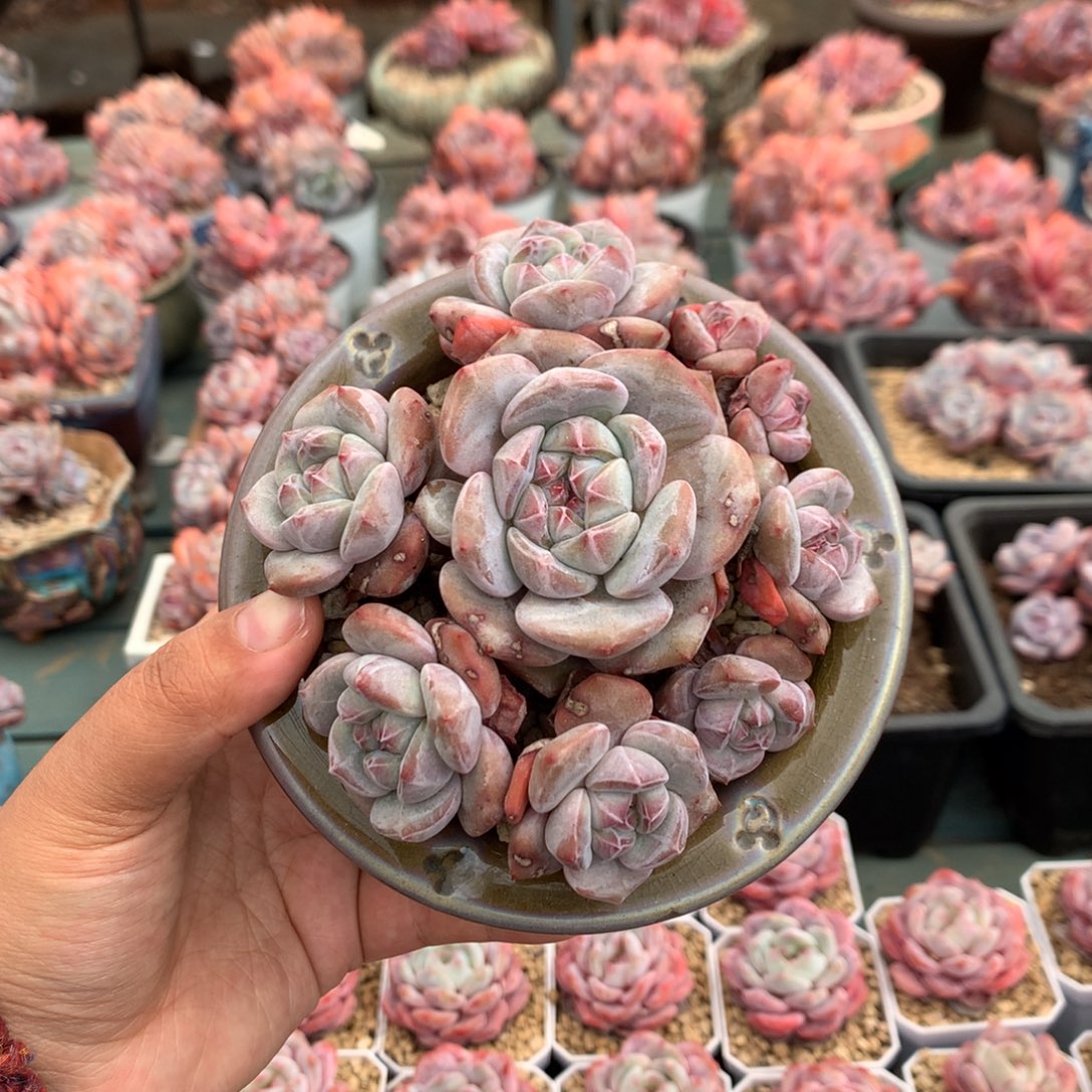 无砍石榴籽哈哈哈8