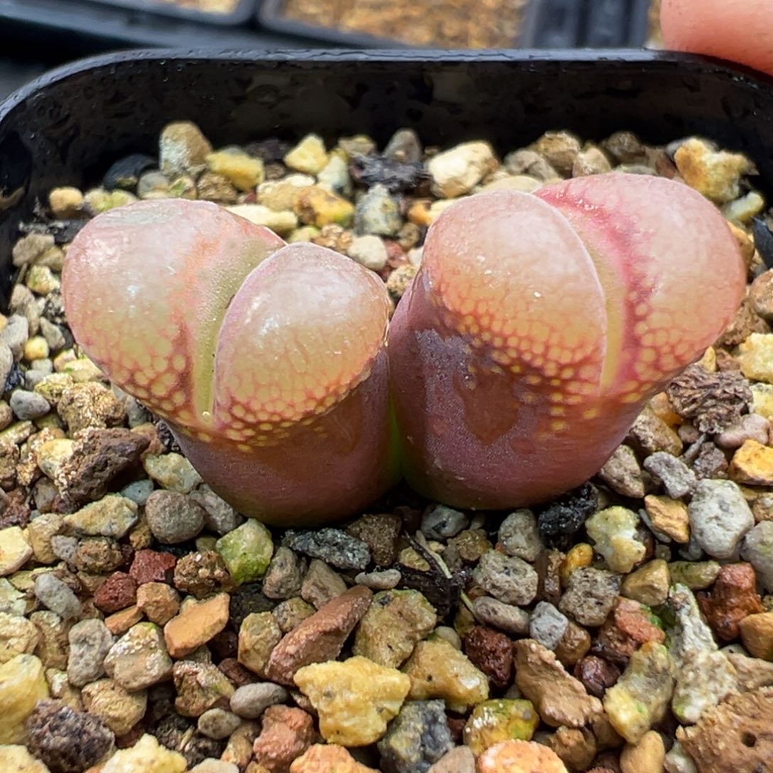 49双头日系红风铃一棵特   