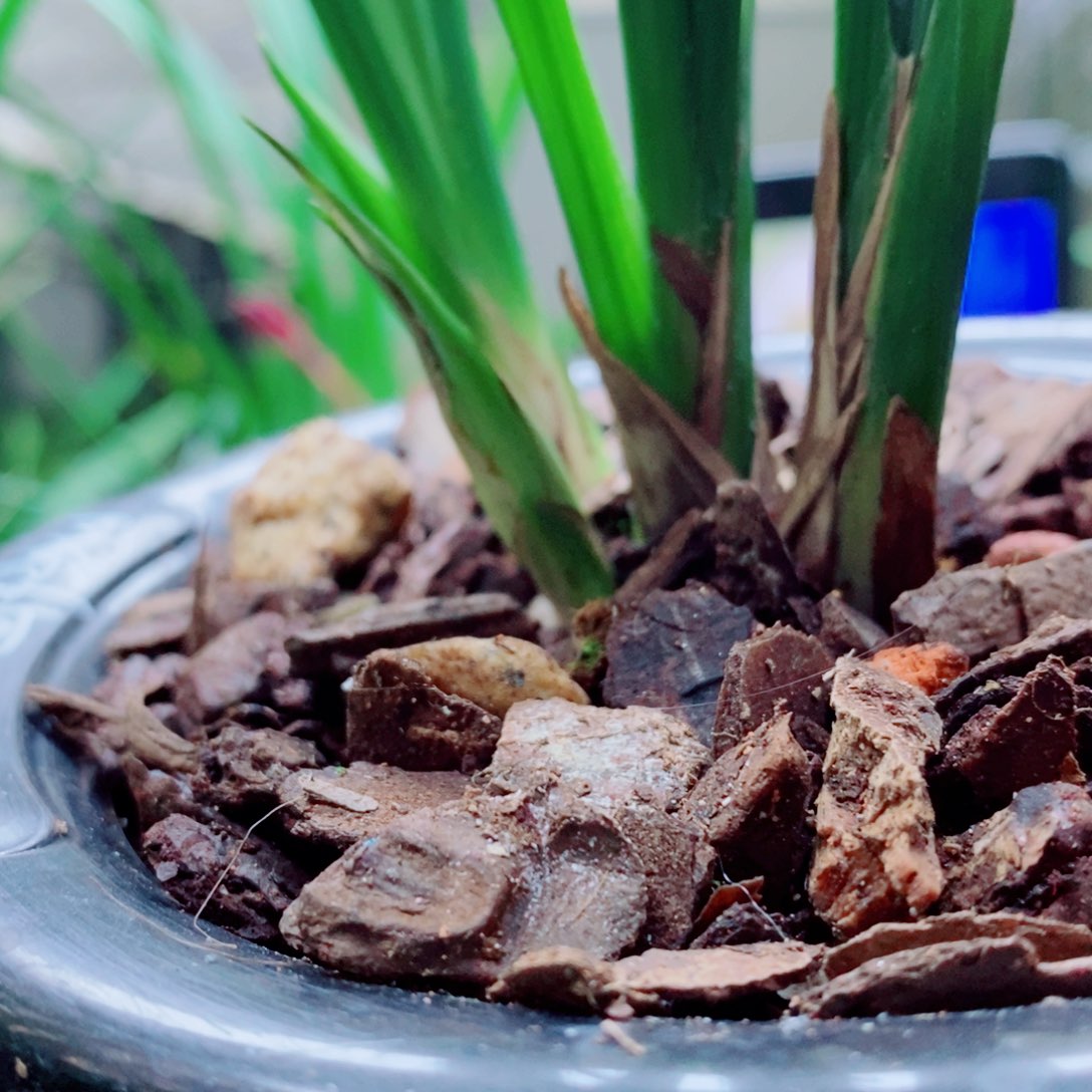 大部分花苞少量开放