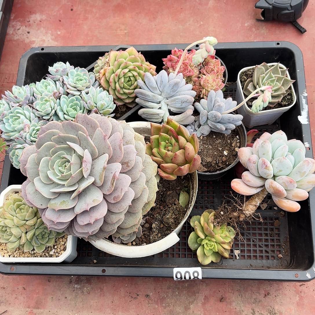 多的植物框拍908号