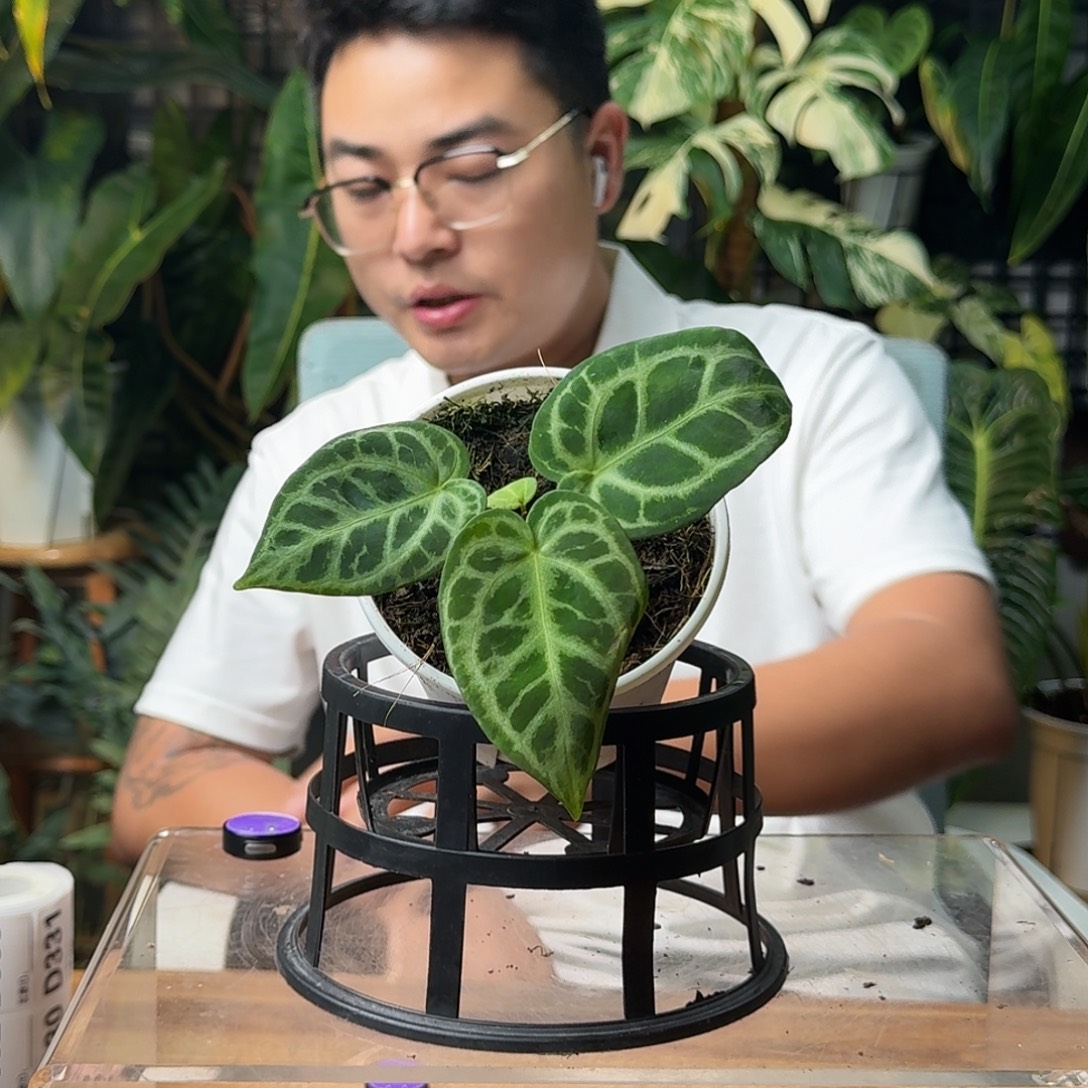 圆***圈无花朵一物一拍D330