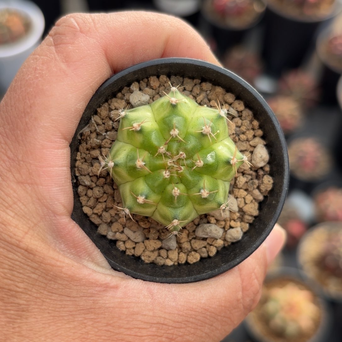 泰系实生轮回仙人球10