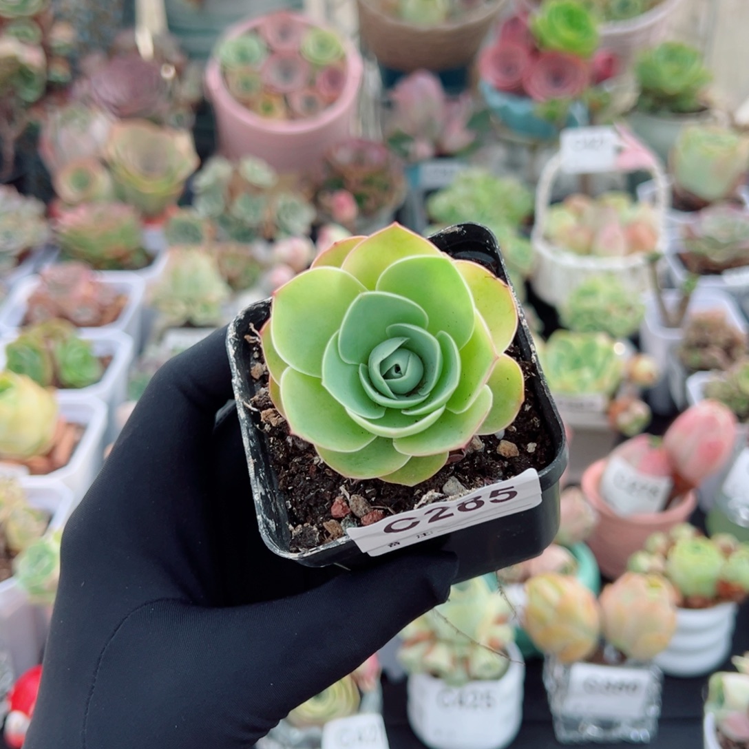 285粉帕一朵小荷花。   一物一拍