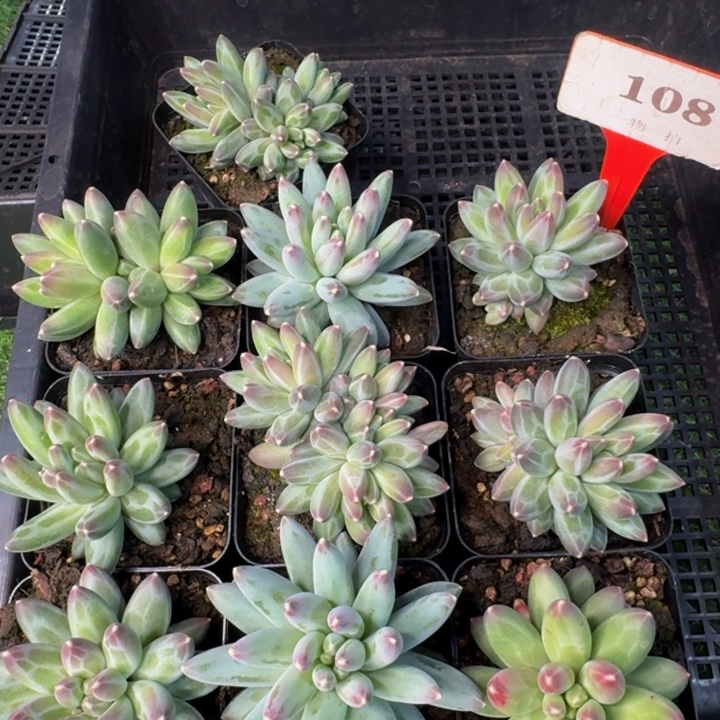 108多肉植物一物一拍