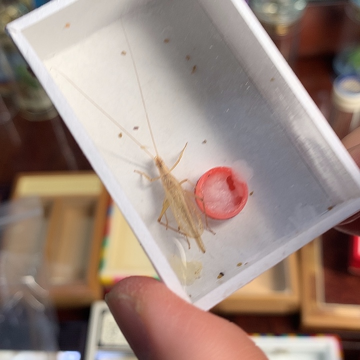 新到柬埔寨拍一送二发三