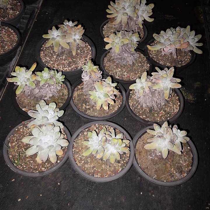 阳***肉拇指仙女杯十棵打包