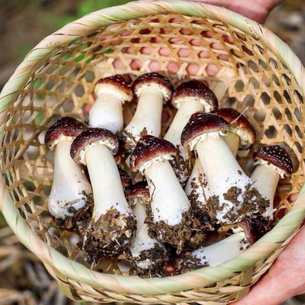 新鲜赤松茸菌菇类