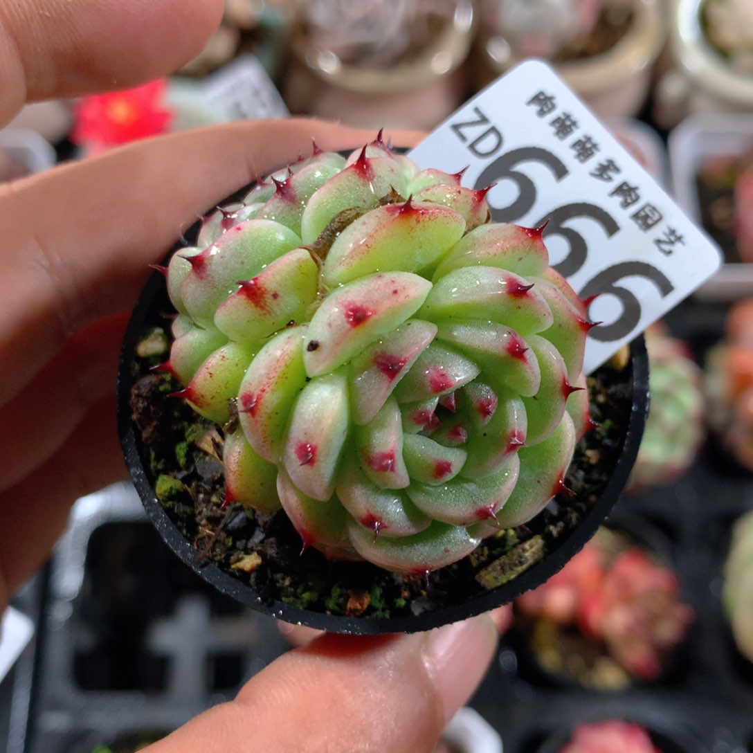5CM拇指盆精控多肉ZD666