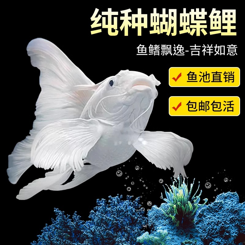 【白色】精品蝴蝶鲤赛级蝴蝶鲤观赏鱼顺丰包邮包活包售后