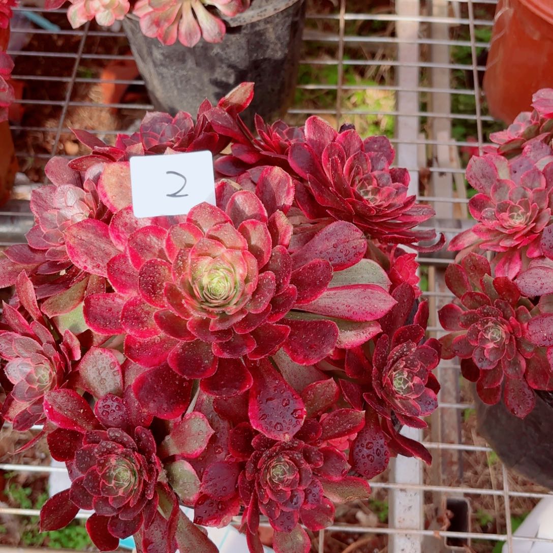 好***康一物一拍多肉法师02