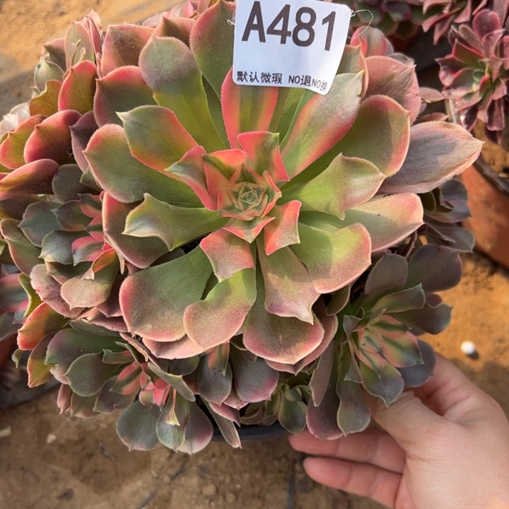 香妃多肉植物481.