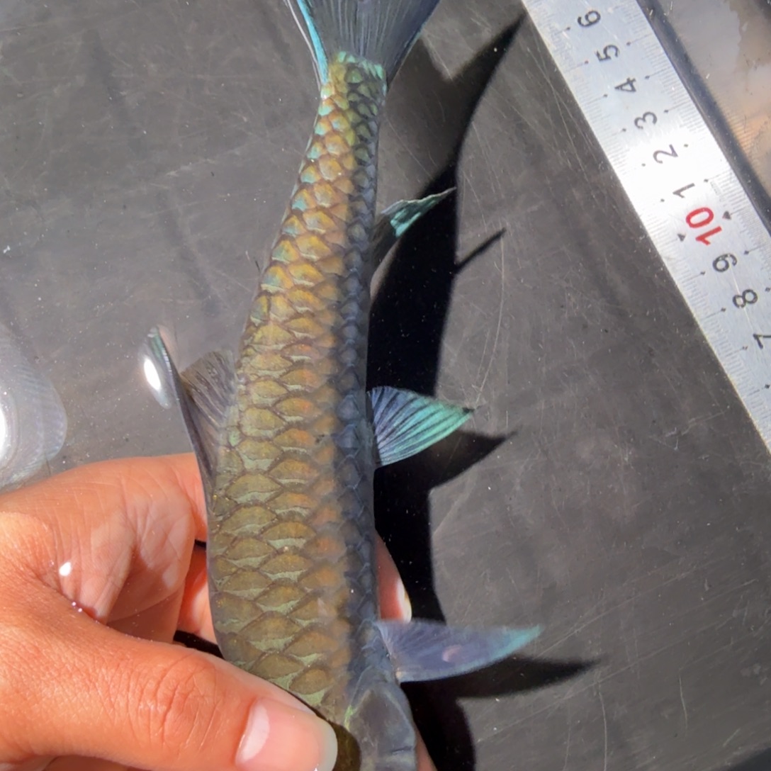 海水鱼大头野史  蓝吉罗鱼