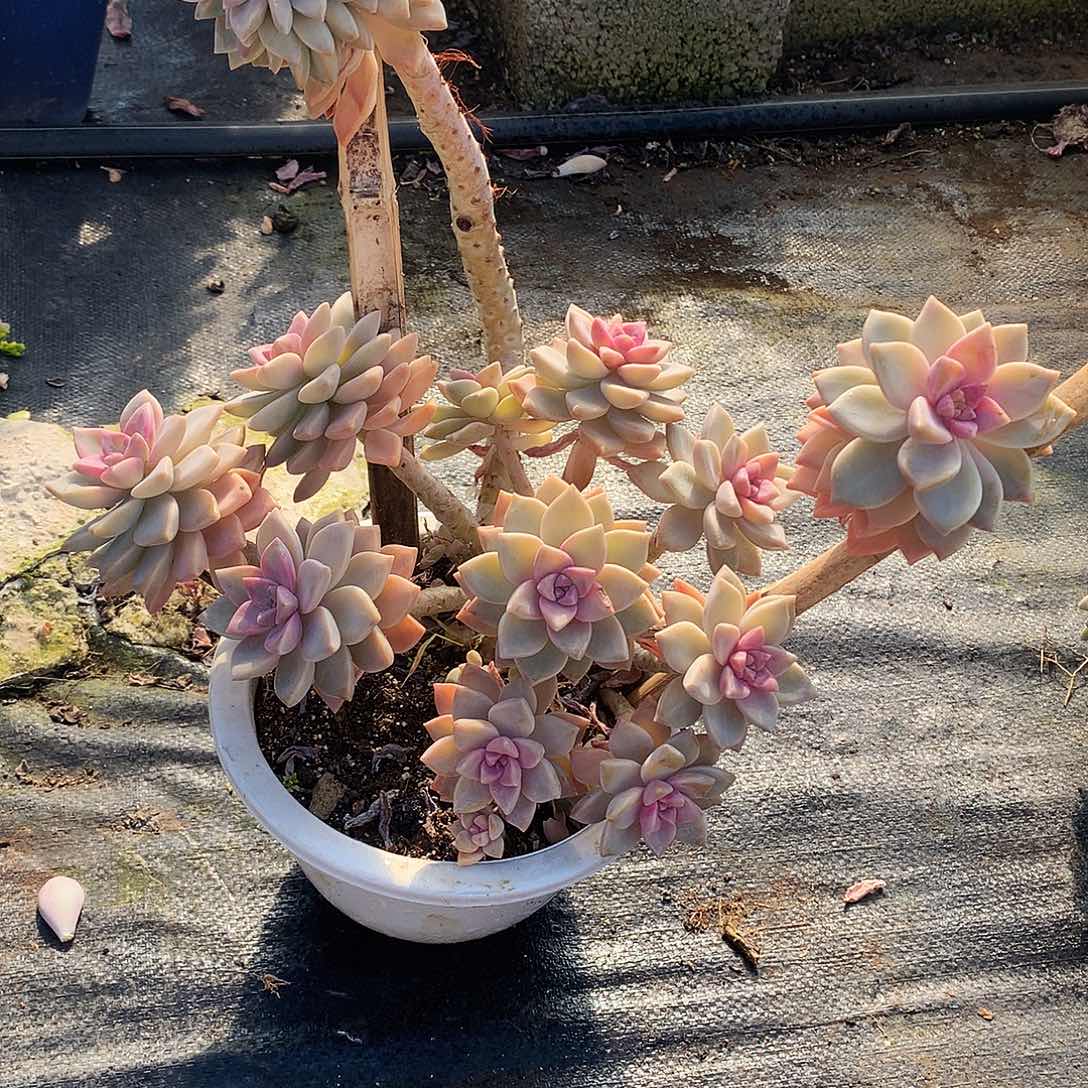 淡雪多肉一物一拍