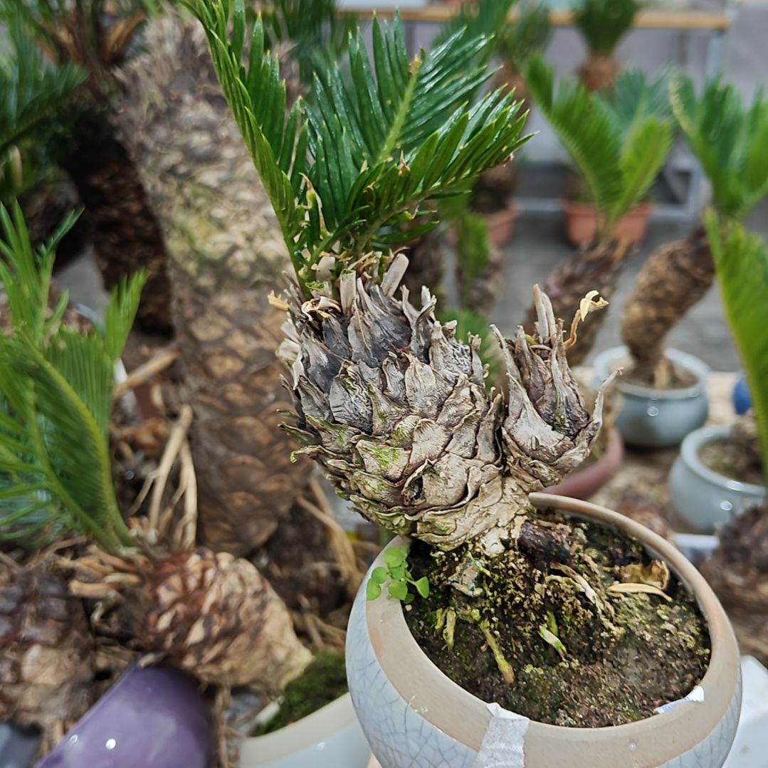 用***5无花朵白鳞铁盆景基地