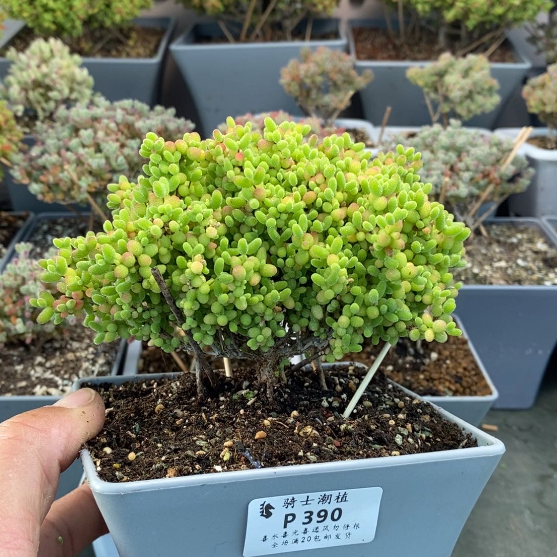 390蜜橘糖球枝干