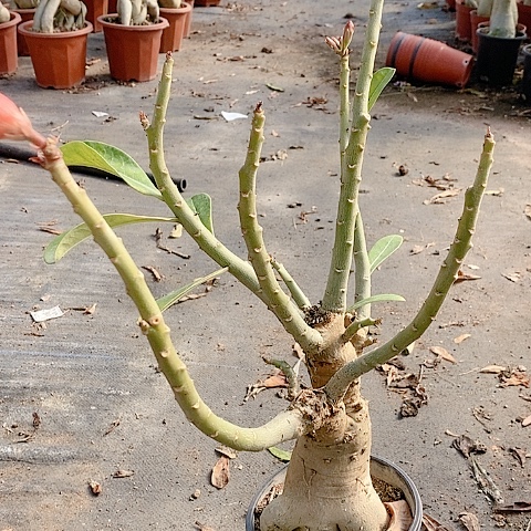 【闪购商品】无花朵螺*粉