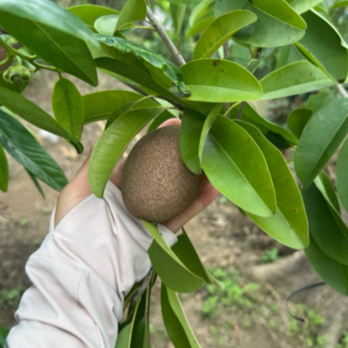 人心果苗带土带叶可庭院阳台盆栽面包地栽水果苗果树绿植水果盆栽
