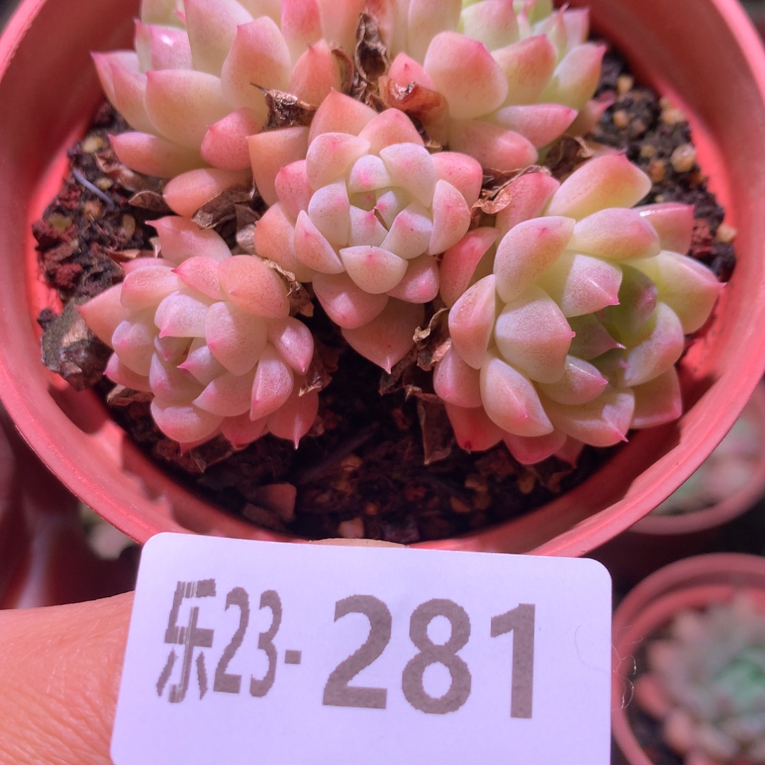 乐然23-281 居里夫人群