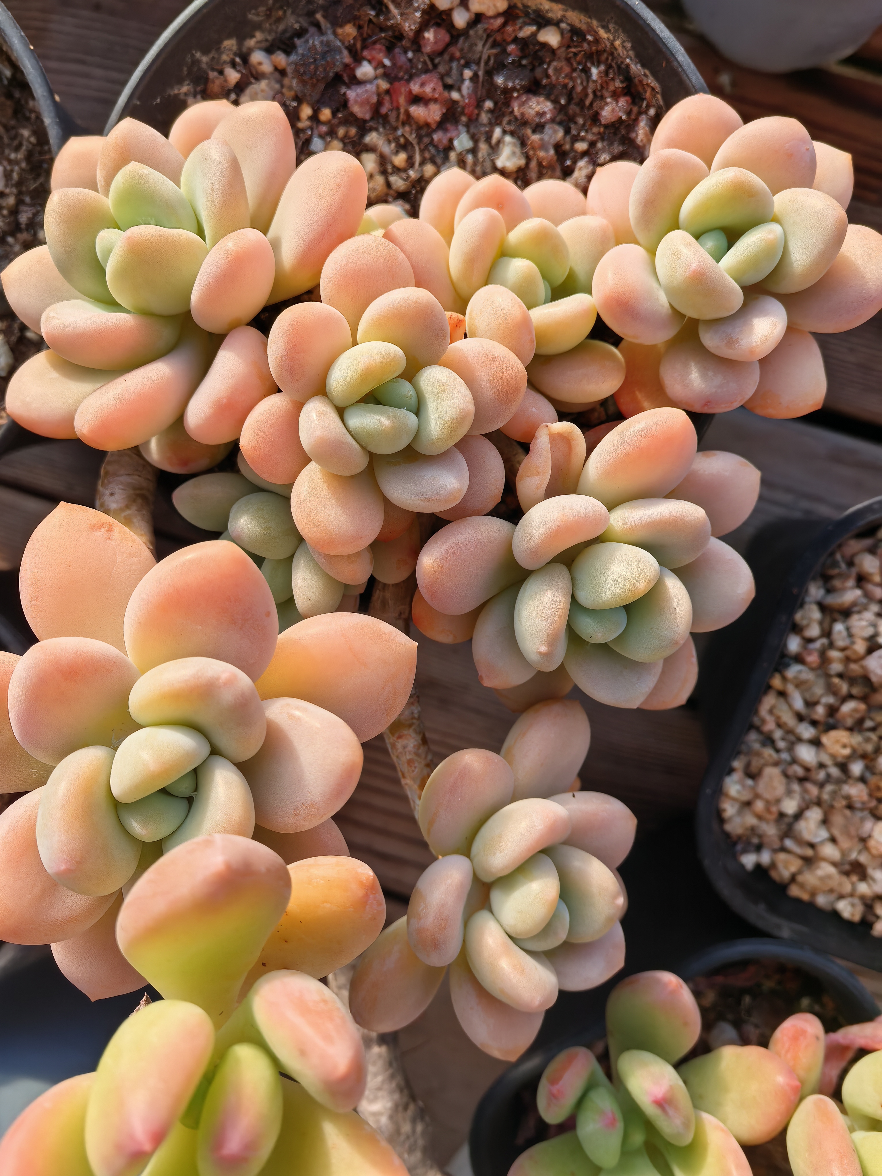 汉堡多肉植物精品莲花座阳台绿植